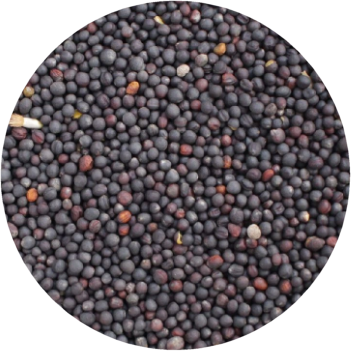 rzepak Zgierz Łódź łódzkie